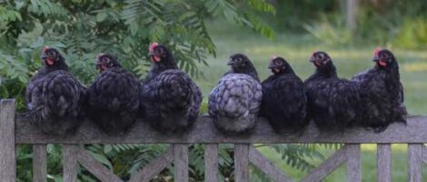 Cage-Free Eggs: Transitioning to a New Environment Image